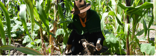 Agriculture in Salasaca